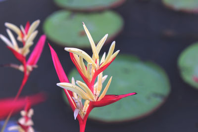 Close-up of pink flowering plant