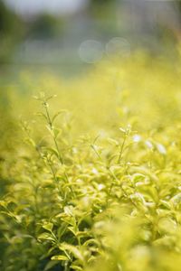 Close-up of crops growing on field