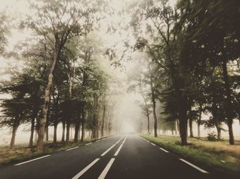 Road amidst trees