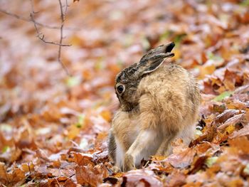 Hare on field during autumn