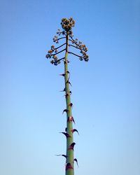 Low angle view of tree against clear blue sky