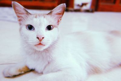 Close-up portrait of white cat