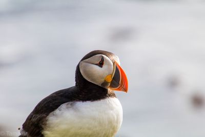 Close-up of a puffin bird