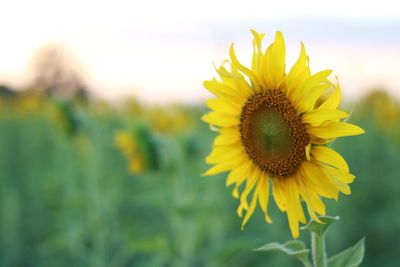 Close-up of sunflower blooming on field
