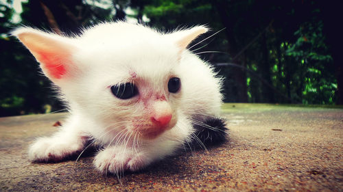 Close-up portrait of kitten