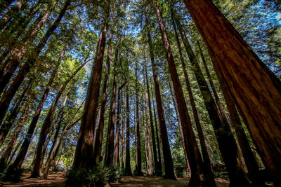 Low angle view of trees in forest