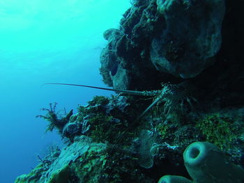 Close-up of lobster by corals in sea