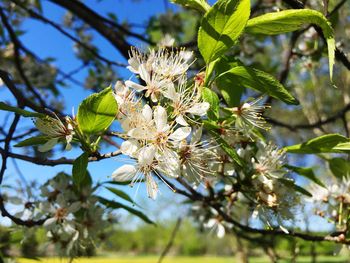 Low angle view of flowering plant on tree