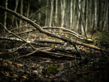 Close-up of fallen tree in forest