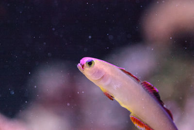 Close-up of fish swimming underwater