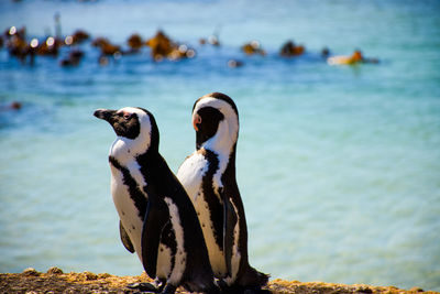 Close-up of penguins against sea