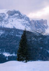 Pine trees on snowcapped mountains against sky