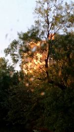 Trees against sky