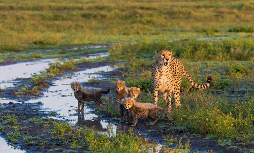 Cheetah male