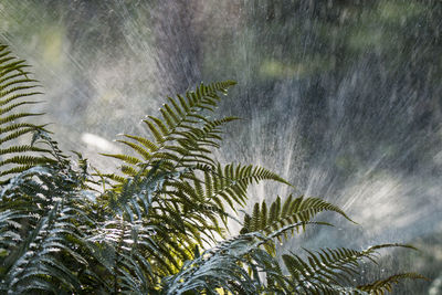 Close-up of wet palm tree