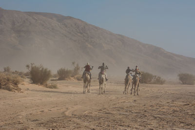 People riding horses in desert against clear sky