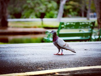Close-up of bird perching on retaining wall