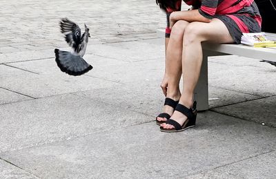 Flying pigeon and women legs