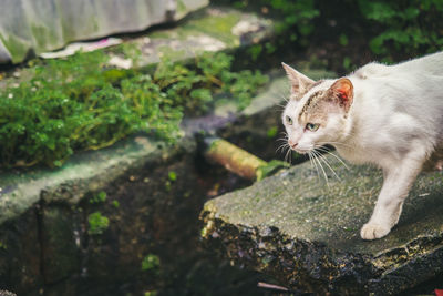 Close-up of a cat looking away