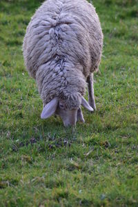 Close-up of sheep grazing on field