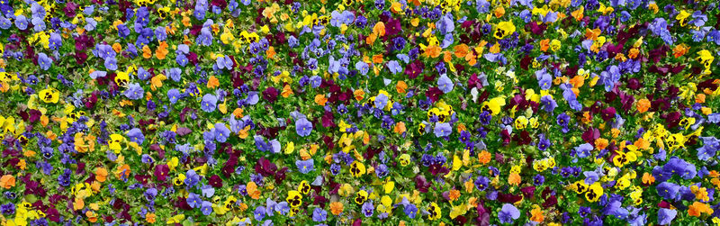 Full frame shot of multi colored flowering plants on field