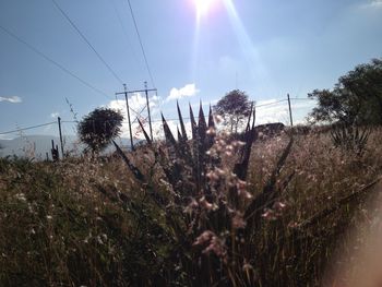 Scenic view of grassy field against sky