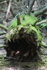 Close-up of moss growing on tree trunk