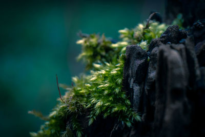Close-up of moss growing on tree trunk