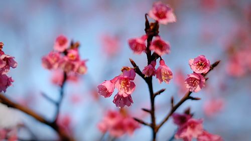 Close-up of pink flowers on branch