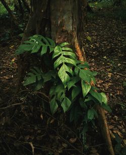 Trees growing in forest