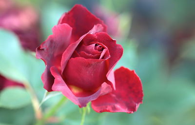 Close-up of pink rose