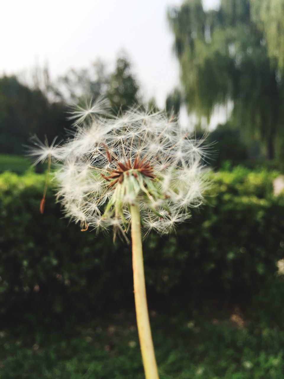 dandelion, flower, growth, fragility, focus on foreground, freshness, close-up, flower head, stem, nature, beauty in nature, single flower, plant, softness, uncultivated, wildflower, white color, dandelion seed, day, field