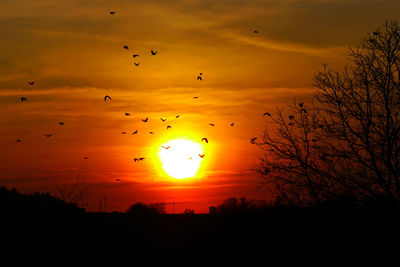 Silhouette birds flying against orange sky