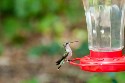 Hummingbird on bird feeder over field