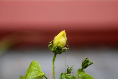 Close-up of green plant