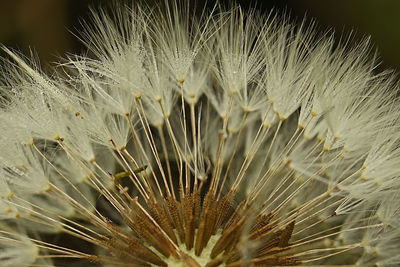 Close-up of dandelion on plant