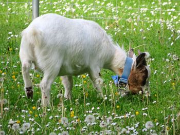 Sheep in a field