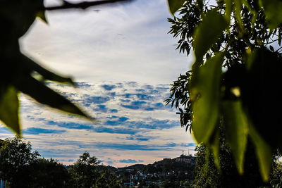 Low angle view of tree against sky