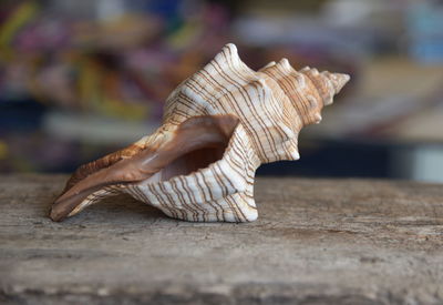 Close-up of seashell on a table