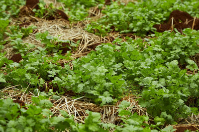 High angle view of vegetables on field