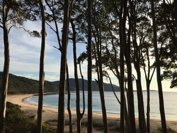 Panoramic shot of trees on beach against sky