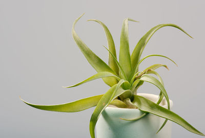 Close-up of plant against white background