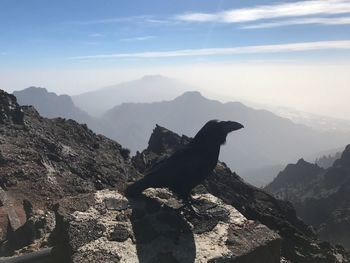 Close-up of raven perching on mountain against sky