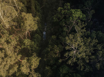 Plants growing in forest