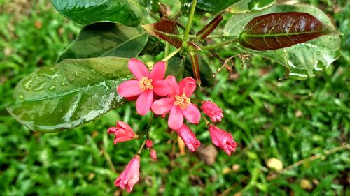 Close-up of red flowers blooming outdoors