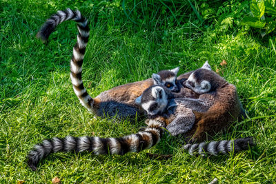 Lemurs on grassy field
