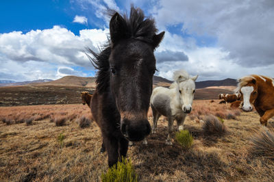 Horses on field against sky