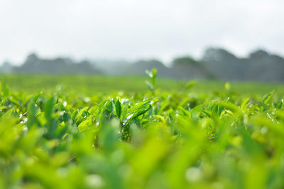 Close-up of crops growing on field against sky