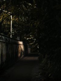 Footpath amidst trees and buildings at night