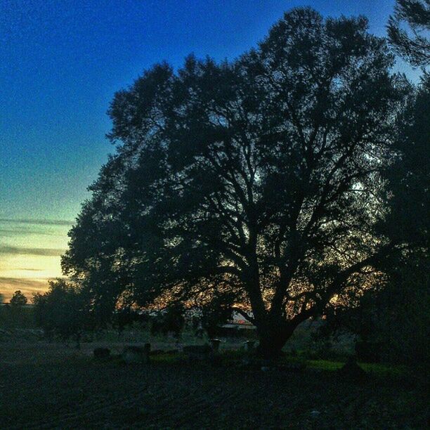 tree, tranquility, tranquil scene, landscape, field, silhouette, scenics, beauty in nature, sky, nature, bare tree, blue, growth, sunset, branch, non-urban scene, idyllic, grass, clear sky, sunlight